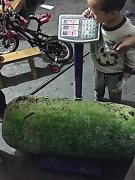 重庆现“巨无霸”冬瓜 长近1米重约100斤