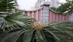 稀奇！重庆铁树结出奇异果实