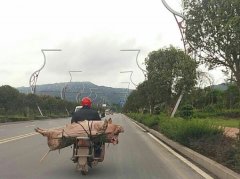 男子把摩托当货车开  载着“二师兄”一路疾驰