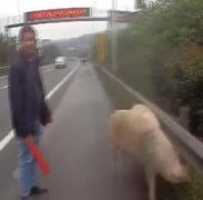 “二师兄”大闹高速路 执法人员这样处理也是机智
