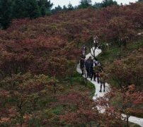 重阳将至 重庆中老年人结伴赏红枫