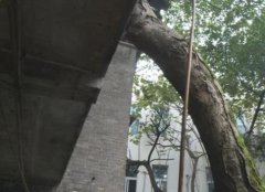 小区种下小树苗 如今长成大树楼房岌岌可危