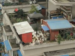 居民楼顶变养鸡场又臭又吵 邻居直呼：受不了