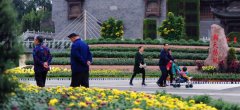 天气晴好 园博园40万盆菊花等你赏
