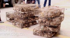 大货车装600只山老鼠贩运途中被查获