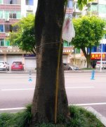 五颜六色的塑料袋挂在树干上  竟是有人故意为之