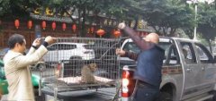 有人叫卖“野味” 好心市民花近千元放生