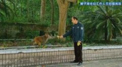 “美猴王”闯进电站 胃口太好吃东西狼吞虎咽