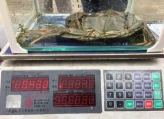 八两大闸蟹“蟹王”现身万州一养殖基地