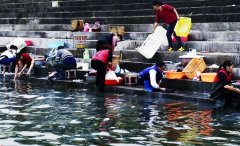 万州江边又见“冬洗族” 平湖碧波涌白沫