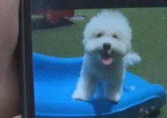 呕吐、抽搐、撞墙！数十只狗离奇死亡