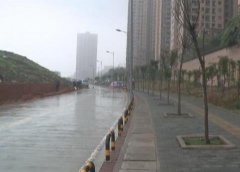 数百棵行道树遭遇严重虫害 还愈演愈烈