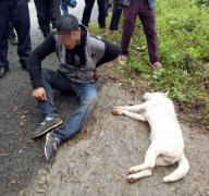 男子麻醉盗窃万元下司犬  涉嫌盗窃罪被刑拘