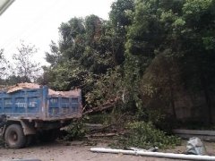 <b>小车紧急变道连累货车撞树 两棵大树被连根拔起</b>