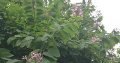 重庆荣昌千株羊蹄甲   小雪节气花开正艳
