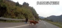 牛坚强！高速路上黄牛被车撞飞十多米还能爬起来