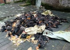 半夜遮挡了号牌 悄悄将百余只死鸡丢街上