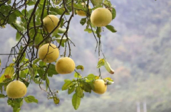 十三寨现奇怪橙树 果实大如柚 酸味难入口