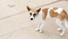 清洁工躲避宠物犬受伤 主人被判赔7万元