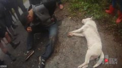 万元名贵下司犬被毛贼用弩猎杀 狗主人就在不远处