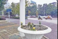 城区鲜花惨遭“辣手”，摘花不够还偷回家