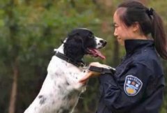 美女兽医有个小“女儿” 它是一只搜爆犬