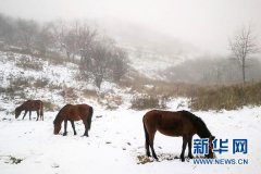 重庆高海拔地区开启冰雪童话模式