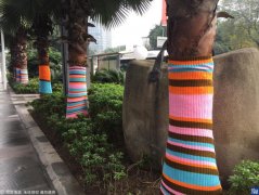 听说植物都这么过冬 大树都穿“秋裤”