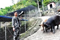 野猪早晨出门满山跑 傍晚听到音乐自己回家