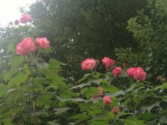 荣昌五千株芙蓉  花开正艳傲寒冬