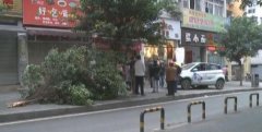 女司机租车冲上人行道 撞断树木