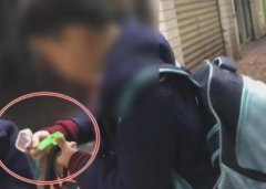 蜜蜂成宠物现身校园 家长提心吊胆