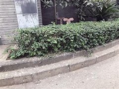 鸽粪从天降 居民心里苦