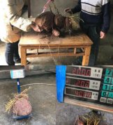 重庆一村民连续两年种出超级大红苕