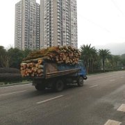 货车玩起“叠罗汉”   装的木材比货箱还高