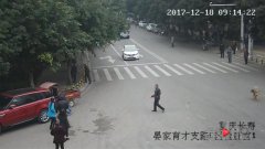 无人驾驶三轮车撞了狗又撞“虎”