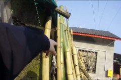 一根竹子压断网线 六旬亲兄弟大打出手