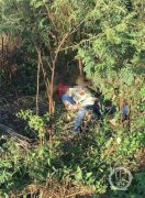 重庆领队救人被大象踩踏致死 旅行社回应：已派人赴泰处理善后