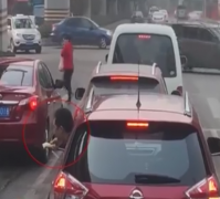 司机将头探出车窗吃甘蔗   渣子吐一地
