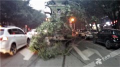 强行变道水泥罐车挂断行道树枝 拖着前行吓坏路人
