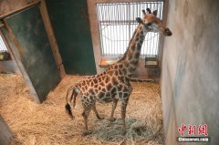 长颈鹿生下1.6米高宝宝 半小时后就能站立
