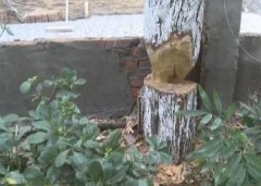 小区树木遭“腰斩” 欲倒 旁边就是人行道