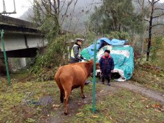 险！大爷把牛牵到高速公路绿化带放养