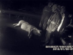 高速路上4头猪从货车掉下 宝马车避让不及