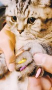 给猫咪做“美甲” 小心坑了自家宠物