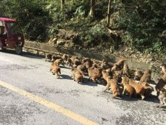 冬日暖阳 金佛山北坡“大王”巡山