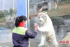 重庆一动物园白虎模仿饲养员“擦玻璃”