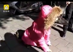 狗狗穿上粉色羽绒服  果然是不一样的仙女