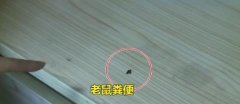 整栋楼鼠患成灾 底楼架空层竟然臭气熏天