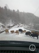 巫溪大雪  “野猪下山闲逛”照片刷屏朋友圈
